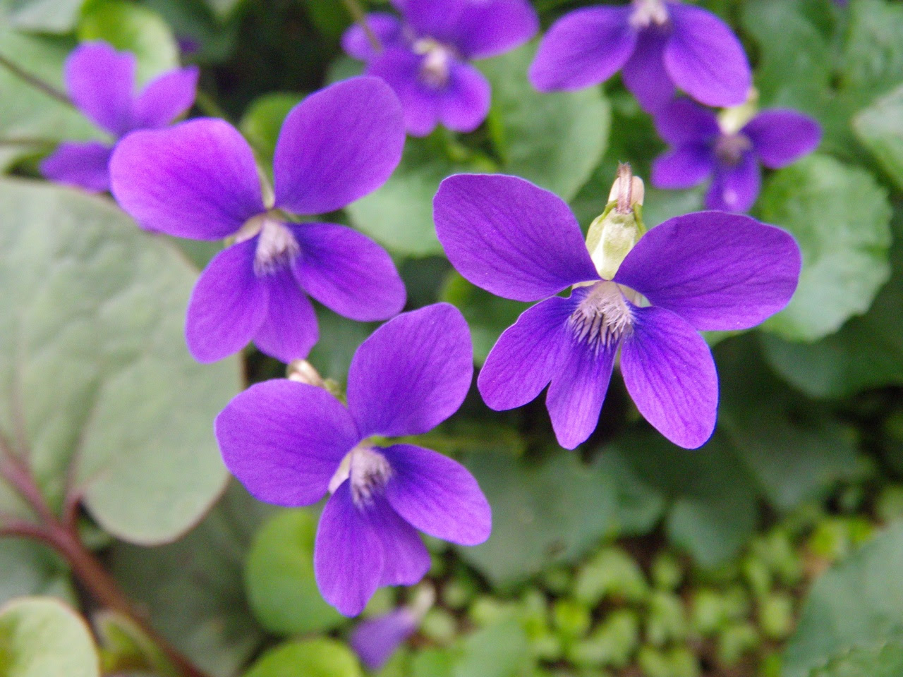 美しい花の画像 新着すみれ 画像 花