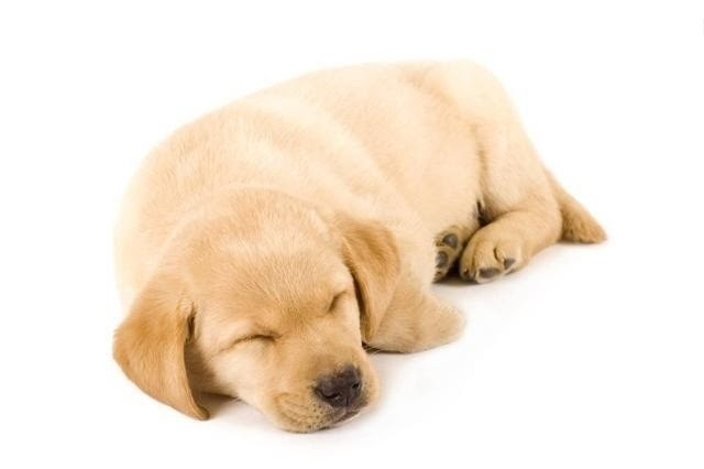 頭條快訊必爆 小型犬比大型犬更長壽 學會這幾招 讓你一眼看出狗狗的年齡