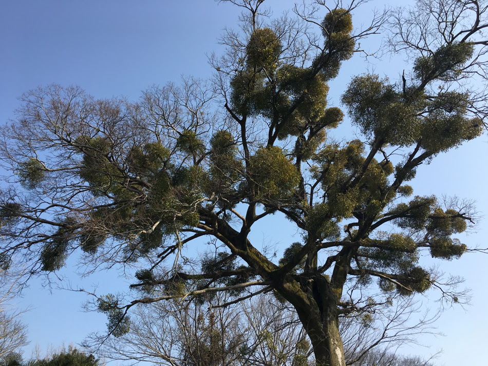心に強く訴えるやどりぎ 花 すべての美しい花の画像