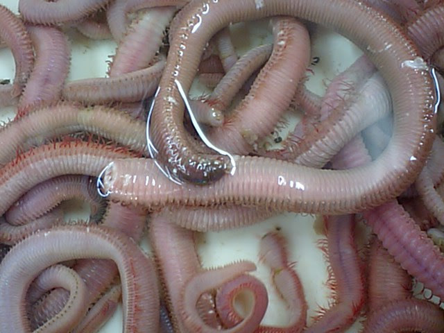 無料ダウンロードアオイソメ 養殖 すべての魚の画像