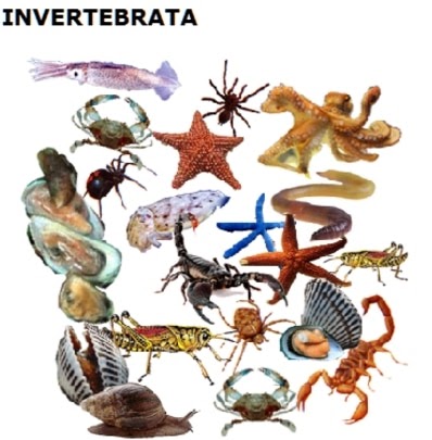 Inspirasi Terbaru 26+ Mencari Contoh Hewan Invertebrata