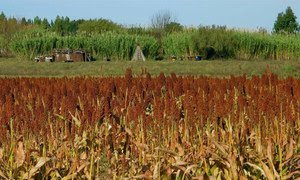 Cultivo de sorgo en Uruguay. 