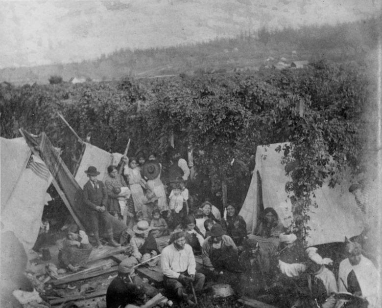 An Indigenous encampment on a Puyallup Valley hop farm  in the 1870s. (Courtesy Washington State Historical Society)