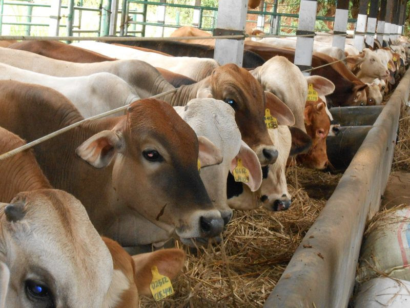 Anda tahu untuk lebih banyak tentang sapi, sapi adalah hewan yang masih termasuk dalam kategori ras sapi, atau biasa disebut lembu. Peluang Usaha Ternak Sapi Dan Analisa Usahanya