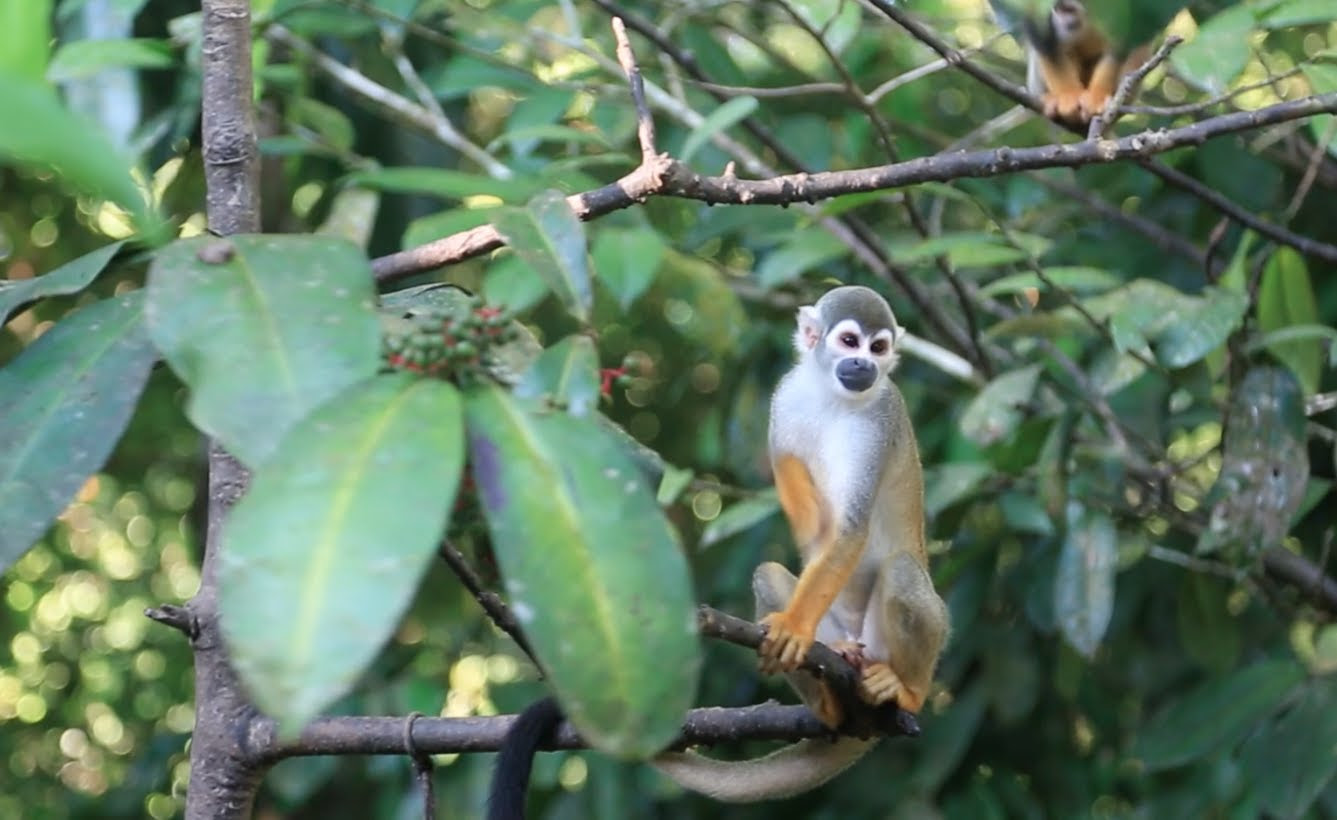 Interestingly, this region is hugely oozing with biodiversity as it contains more than half of the world's plant and animal species. Video Tropical Rainforest Diversity Exploring Ecosystems