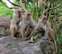 A grooming chain of adult female rhesus macaques on an island off the coast of Puerto Rico.