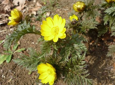 美しい花の画像 最新花 言葉 福寿草