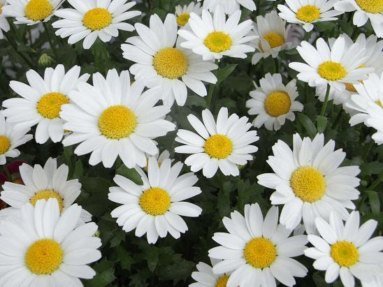 ノース ポール スノーボール 花 乾いた壁