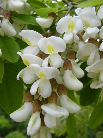 Grandi alberi con i fiori bianchi; La Gaggiaspina