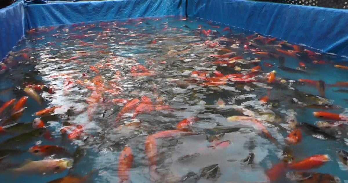 Tempat Jual Ikan Hias Di Bogor