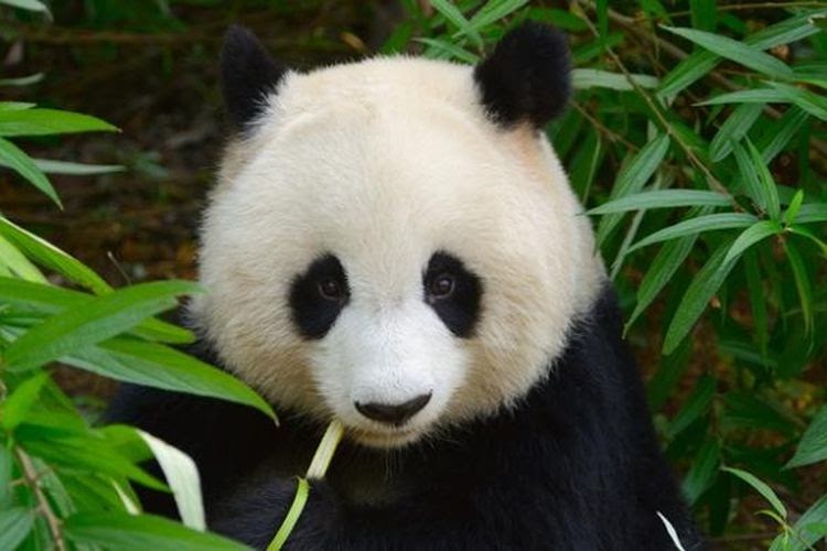  Gambar  Hewan Panda  Lucu Dan Imut