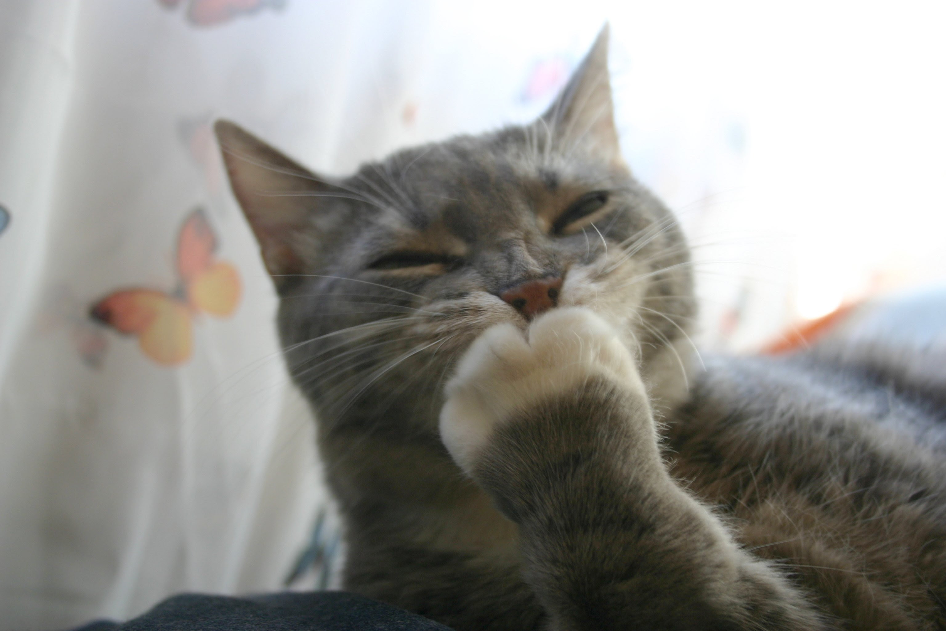 動物画像無料 ぜいたく癒し 動物 画像 フリー