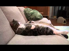 ソファで寝るねこ。-Maru sleeps on the sofa.-