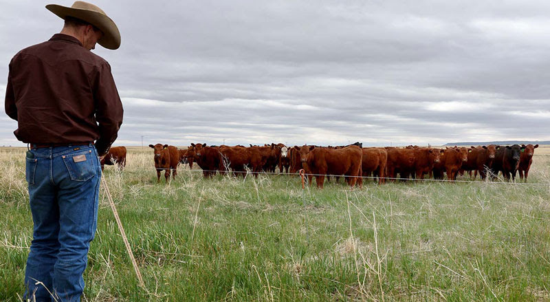 American Beef Prices Soar to Record High as National Cattle Herd Continues to Shrink