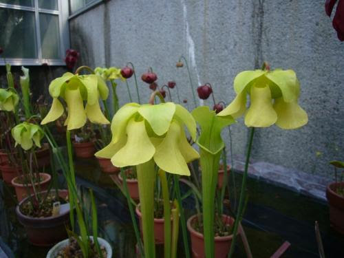 すべての美しい花の画像 驚くばかりサラセニア 花言葉
