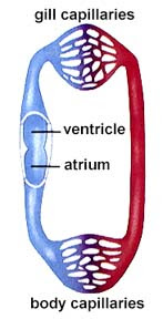 Look at the diagrams and follow in your shark the passage of water in the mouth and spiracles (which have a one way valve) and through the five gill slits. Circulatory Systems
