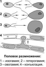 Половое размножение