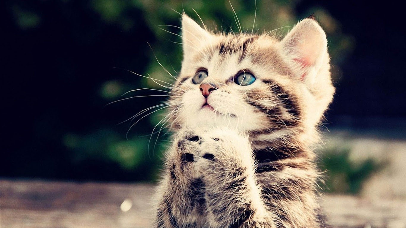 50 癒し 猫 壁紙 最高の花の画像