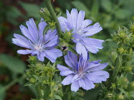 ベストチコリ 花 食べ方 すべての美しい花の画像