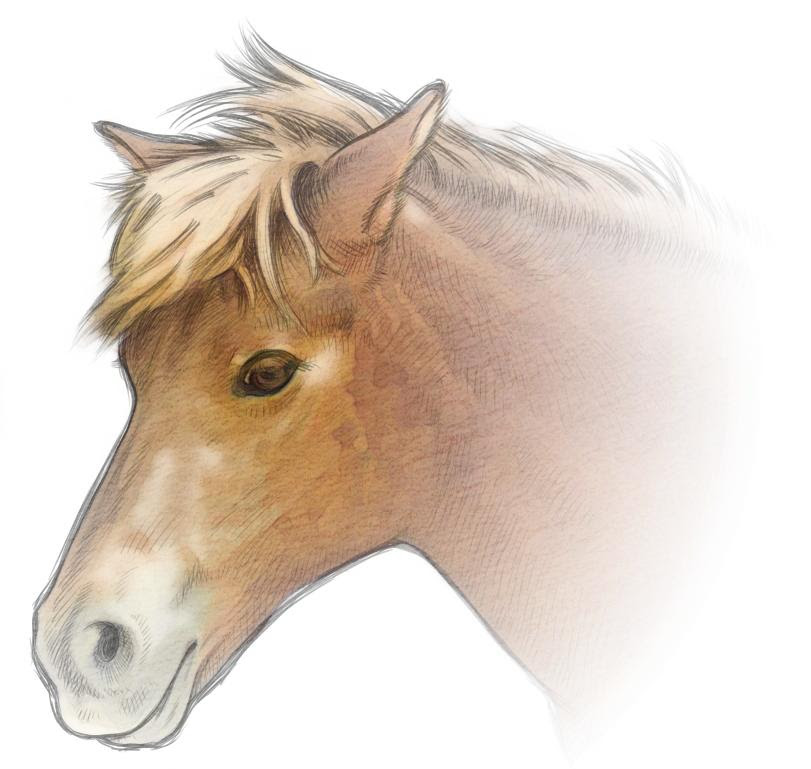 美しい花の画像 無料ダウンロードイラスト 馬 顔