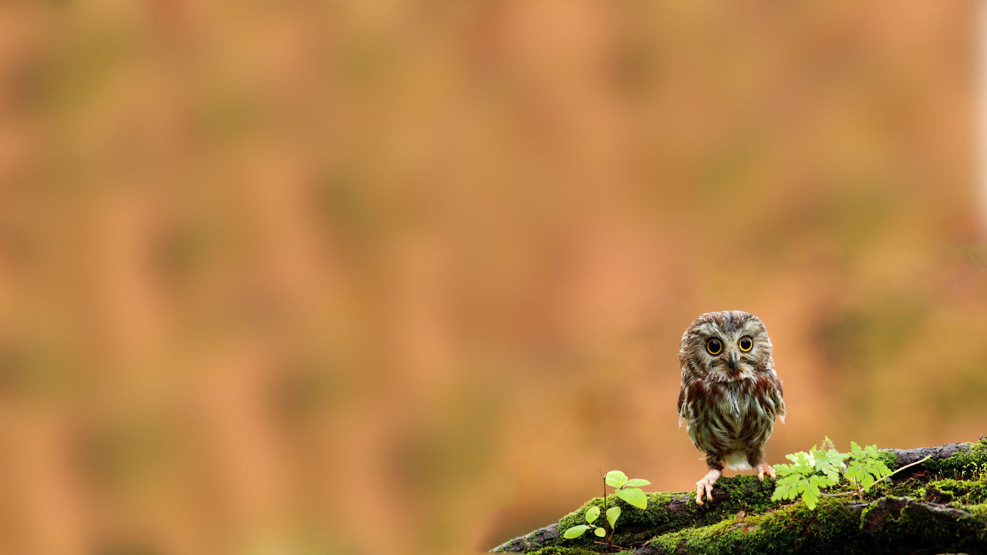100 フクロウ 壁紙 Pc Jpbestwallpaper