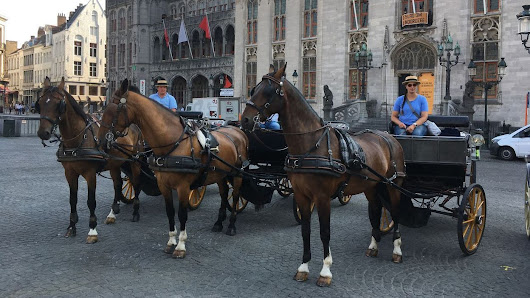 Canicule: à Bruges, les chevaux de calèche ont été mis en congé pour la première fois