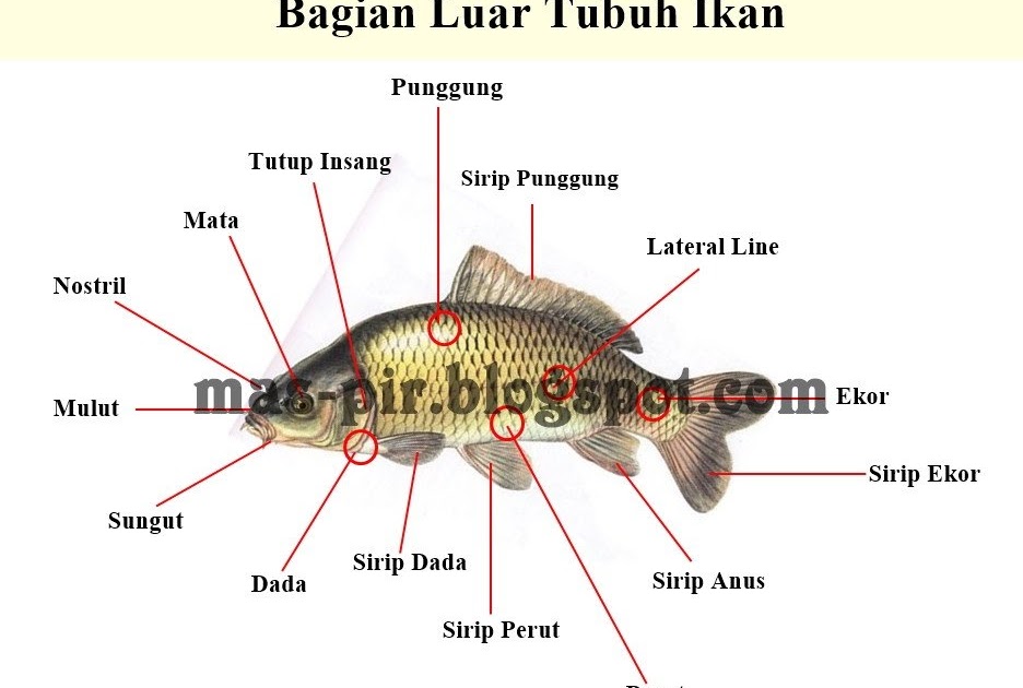  Nama  Organ  Tubuh Pada  Ikan Dan Fungsinya Sebutkan 8