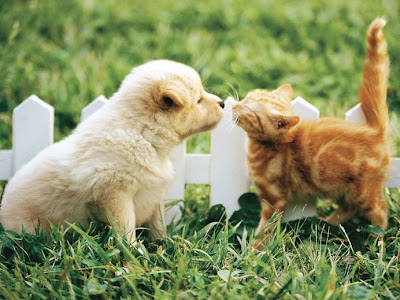 画像 猫 癒し 画像 フリー 186313-猫 癒し 画像 フリー