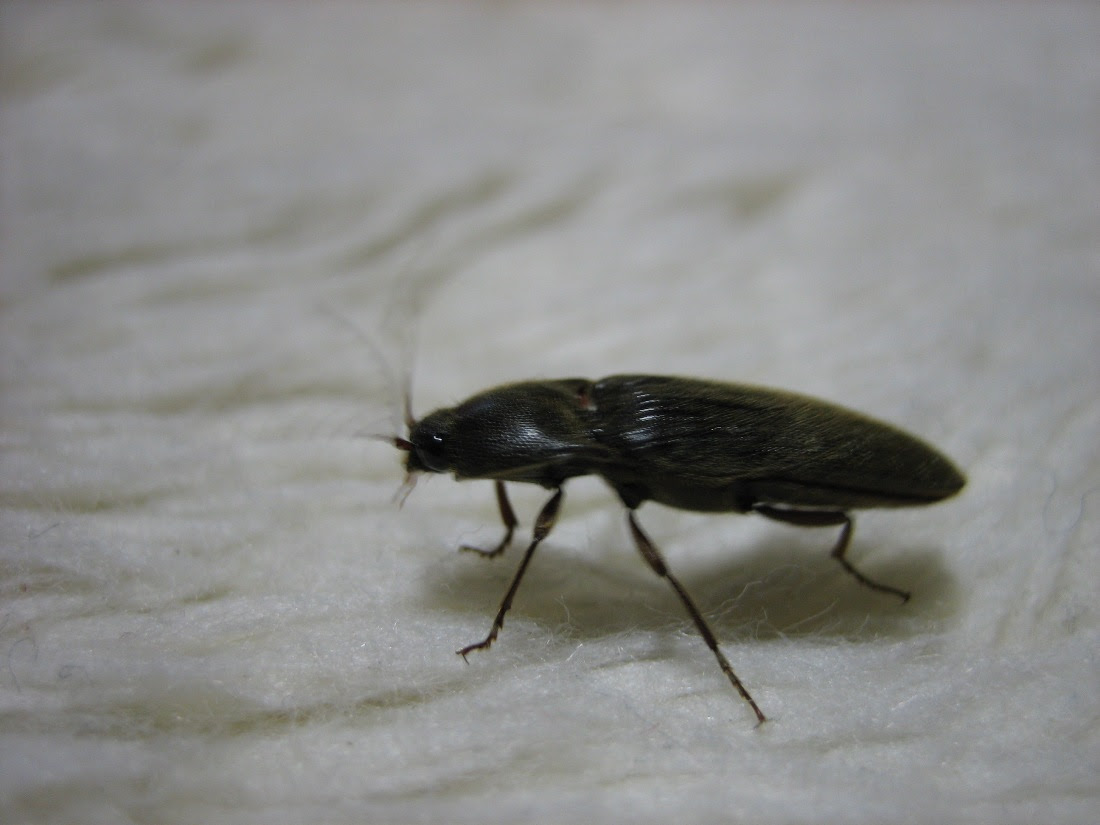 黒い 跳ねる 虫 6731 小さい 黒い 跳ねる 虫