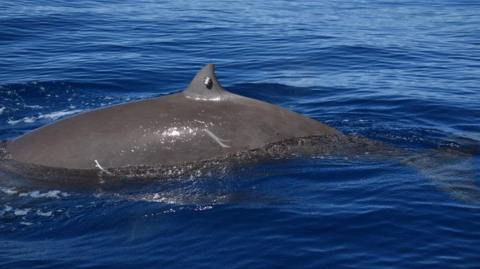 Une baleine de Cuvier bat le record de la plongée la plus longue connue