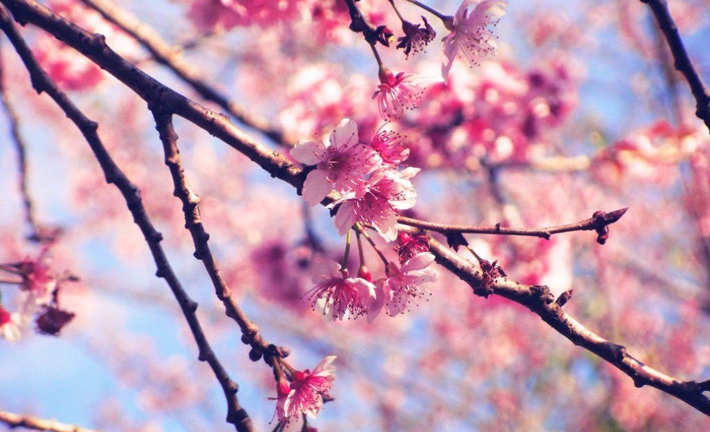 Menakjubkan 28 Gambar  Bunga  Sakura  Step By Step Gambar  