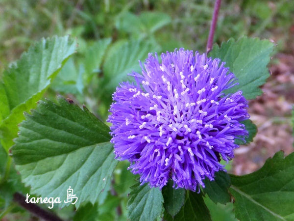 75 春の野草 紫 最高の花の画像