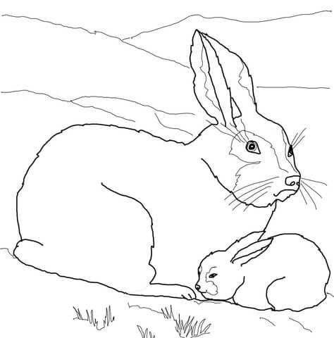 Or that a baby horse is called a foal ? Arctic Hare Baby And Mother Coloring Page Free Printable Coloring Pages