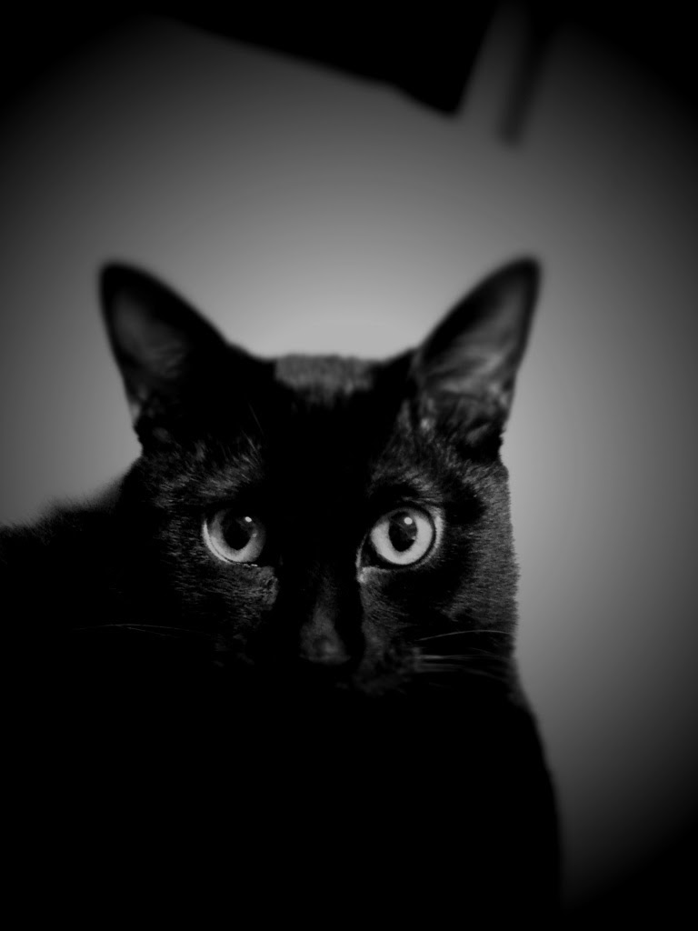 ロイヤリティフリーかっこいい 黒 猫 壁紙 美しい花の画像