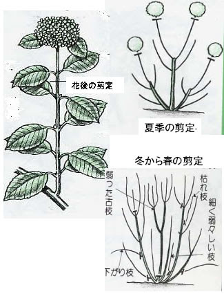 すべての美しい花の画像 新鮮なあじさい 花 咲かない