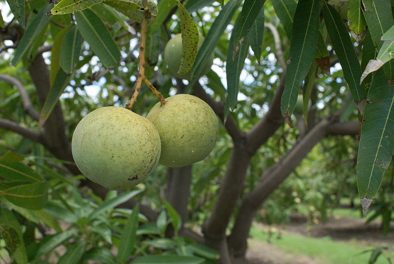 File:Mangifera indica var. José.JPG