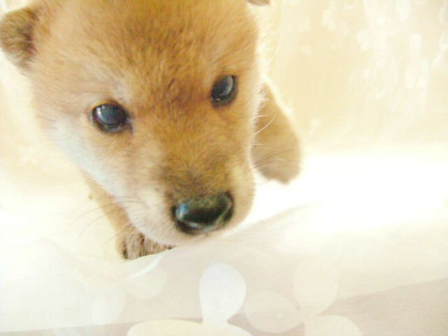 かわいいディズニー画像 無料ダウンロード子犬 画像 フリー