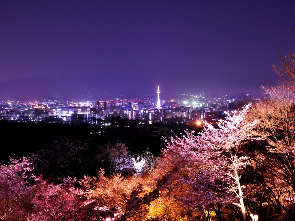桜 壁紙 フリー 高画質 Udin