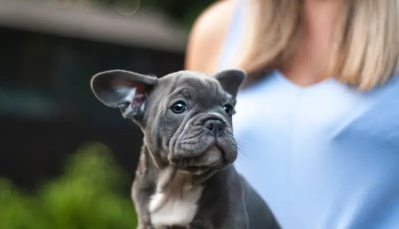 Also, one ear may be up weeks before the other. Reasons Behind French Bulldog S Floppy Ears Frenchie Buddy