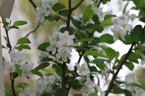 すべての美しい花の画像 新鮮な白い花 木 4月