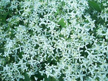 すべての美しい花の画像 新鮮な花 小さい たくさん