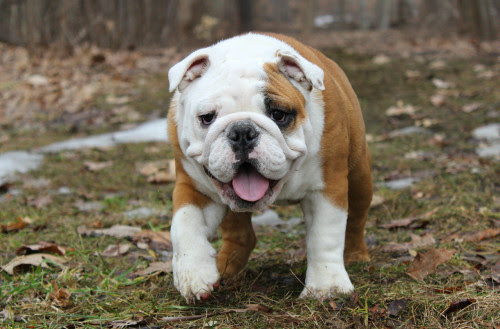 This is certainly not an exhaustive list, but here are a few of the most popular dog breeds English Bulldog Puppies For Sale In Ohio