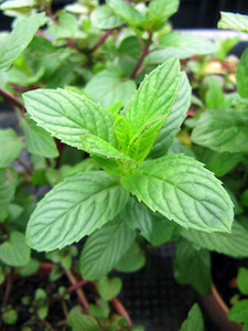 Mint is a genus of herbal plants and is thought to have roughly 15 different species. Growing Mints A Cool Idea You Can Try At Home