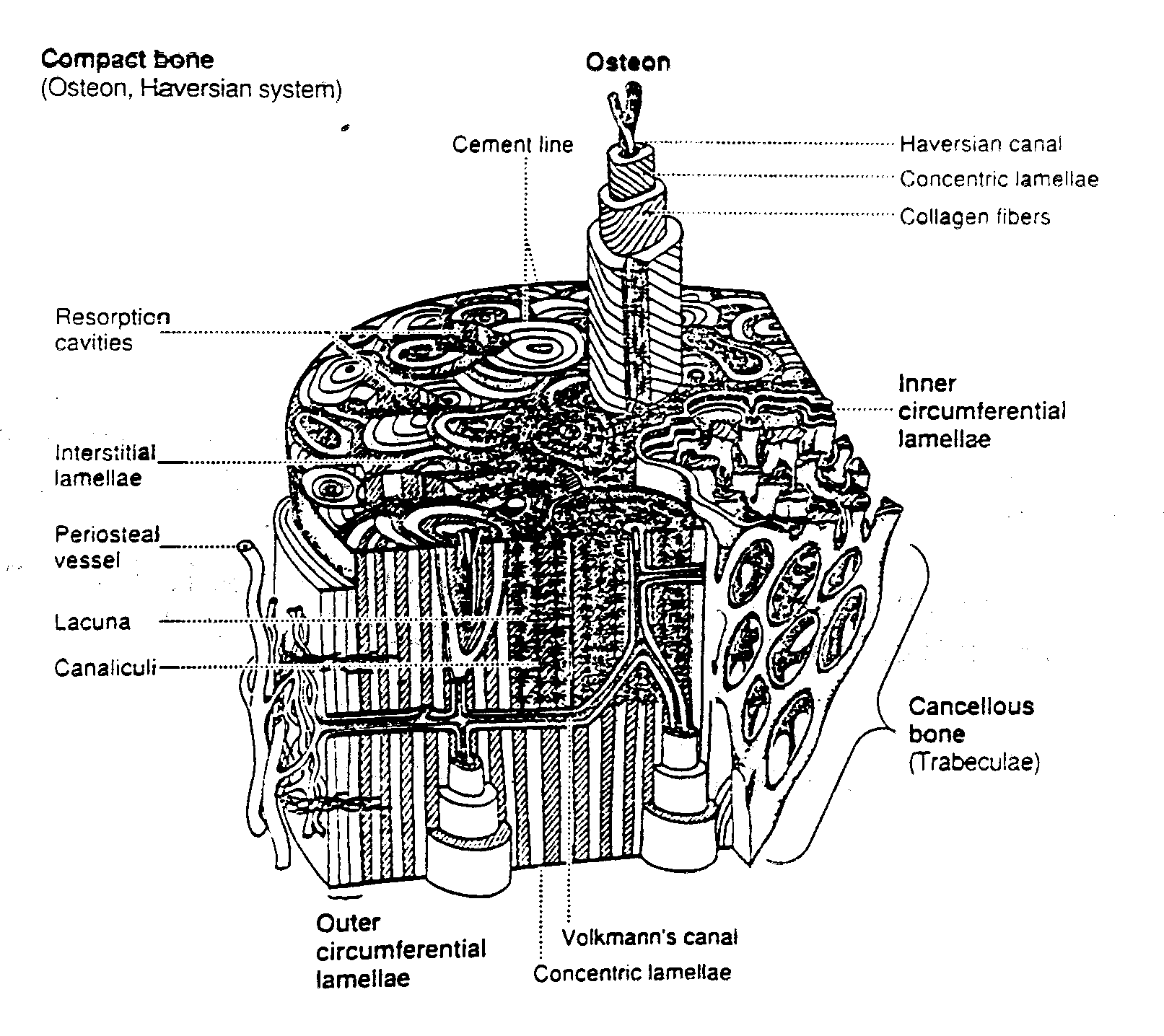 This is an online quiz called compact (dense) bone diagram. Bme 332 Bone Structure Function
