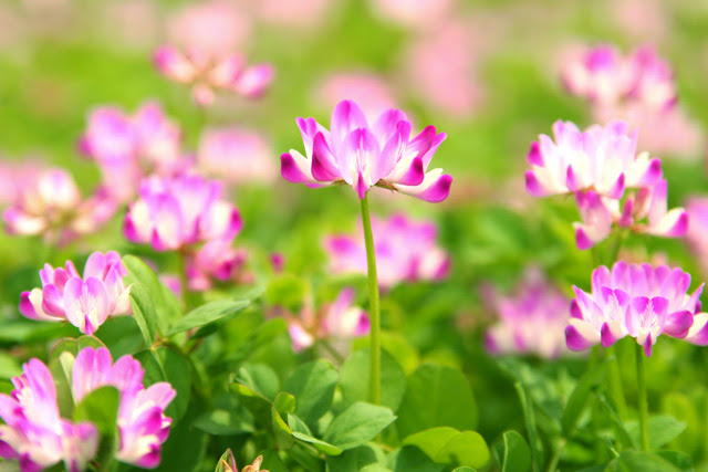 最高れんげ 花 美しい花の画像