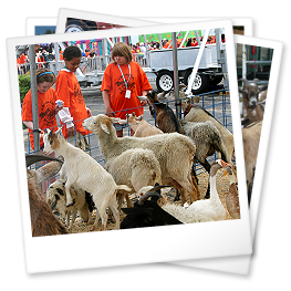 A petting zoo (also called a children's zoo, children's farm, or petting farm) features a combination of domesticated animals and some wild species that are docile enough to touch and feed. Animal Rentals Inc Farm Petting Zoo And Exotic Petting Zoo