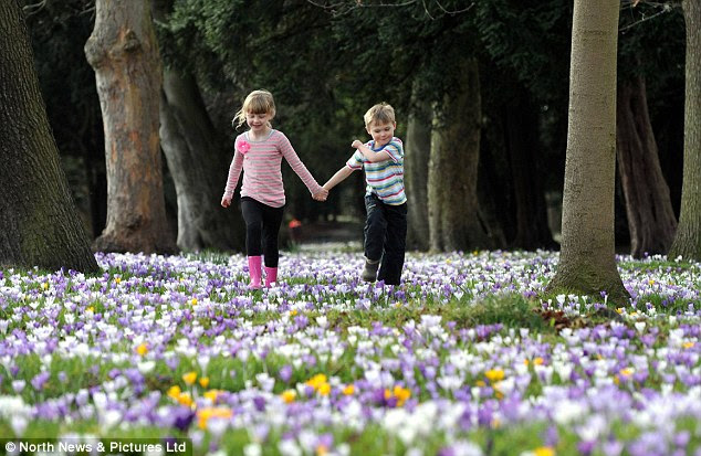 Spring: Amy Eager and Alex Kingston, both five, walk through the field of crocuses together