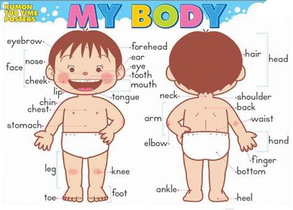 To complete the worksheet, students should look at the body parts picture and then circle the correct spelling of the word. Parts Of The Body Worksheets Pdf Exercises Handouts