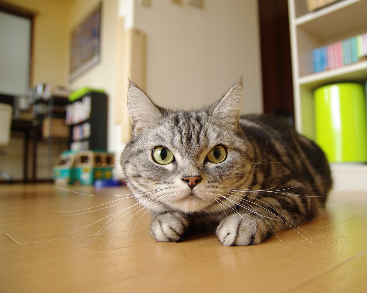 ディズニー画像ランド 無料印刷可能壁紙 猫 画像 癒し