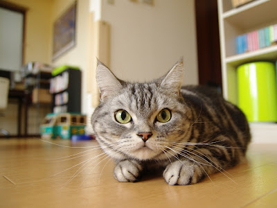 選択した画像 癒し 壁紙 ねこ かわいい 899600